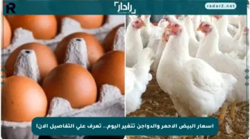 أسعار البيض الأحمر والدواجن تتغير اليوم.. تعرف على التفاصيل الآن!
